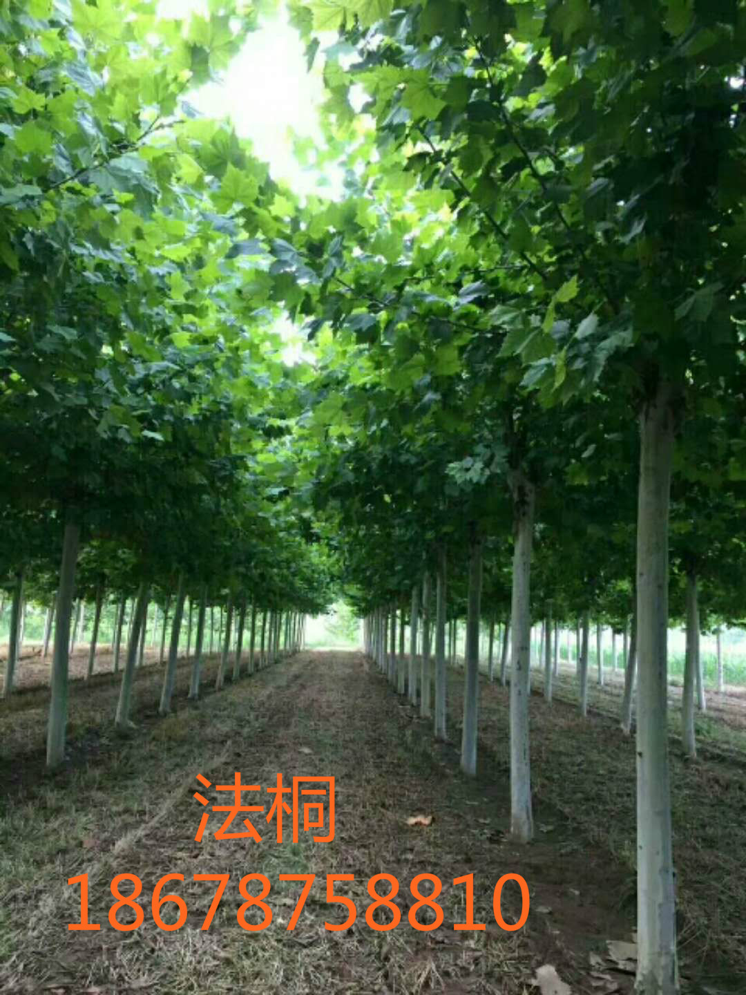 法桐 、法桐小苗報(bào)價(jià)、批量供應(yīng)優(yōu)質(zhì)的法桐小苗、山東法桐等苗木
