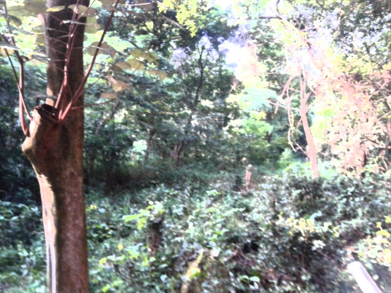 野生赤茯苓圖片/野生赤茯苓樣板圖 (3)