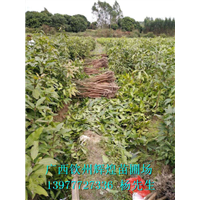 金煌芒果苗圖片/金煌芒果苗樣板圖 (4)