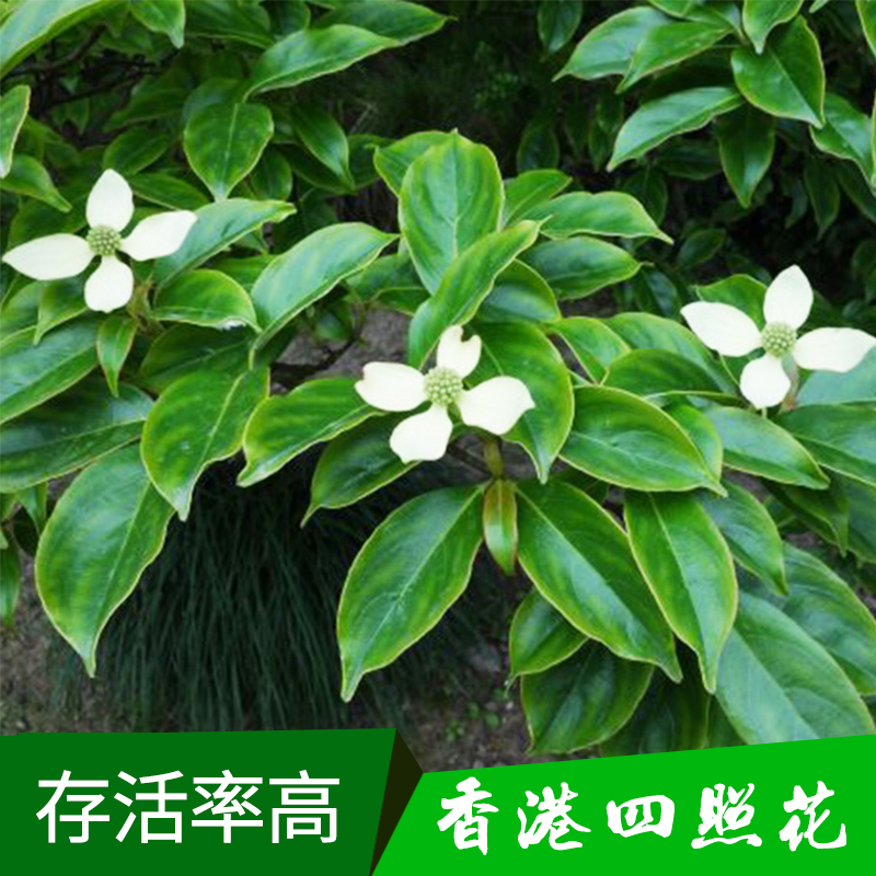 香港四照花树苗 山荔枝/石枣/羊梅/凋零树树苗 四照花苗木批发图片