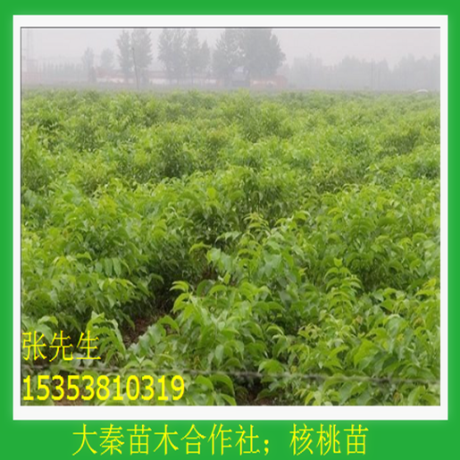 矮化櫻桃苗圖片/矮化櫻桃苗樣板圖 (2)