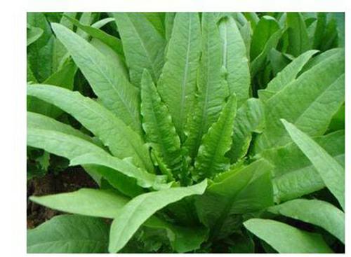 深圳佳惠鮮蔬菜配送公司 供應(yīng)新鮮 深圳佳惠鮮蔬菜配送公司蔬菜批發(fā)