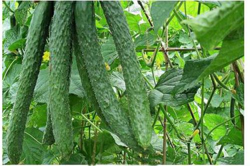 深圳佳惠鮮新鮮蔬菜批發(fā) 農(nóng)產(chǎn)品批圖片