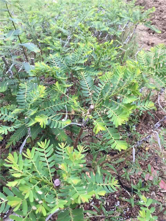 甜油甘苗圖片/甜油甘苗樣板圖 (3)
