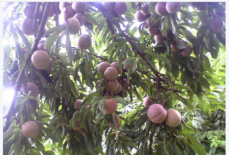 三華李苗圖片