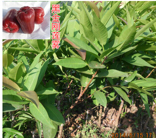 黃皮苗圖片/黃皮苗樣板圖 (4)