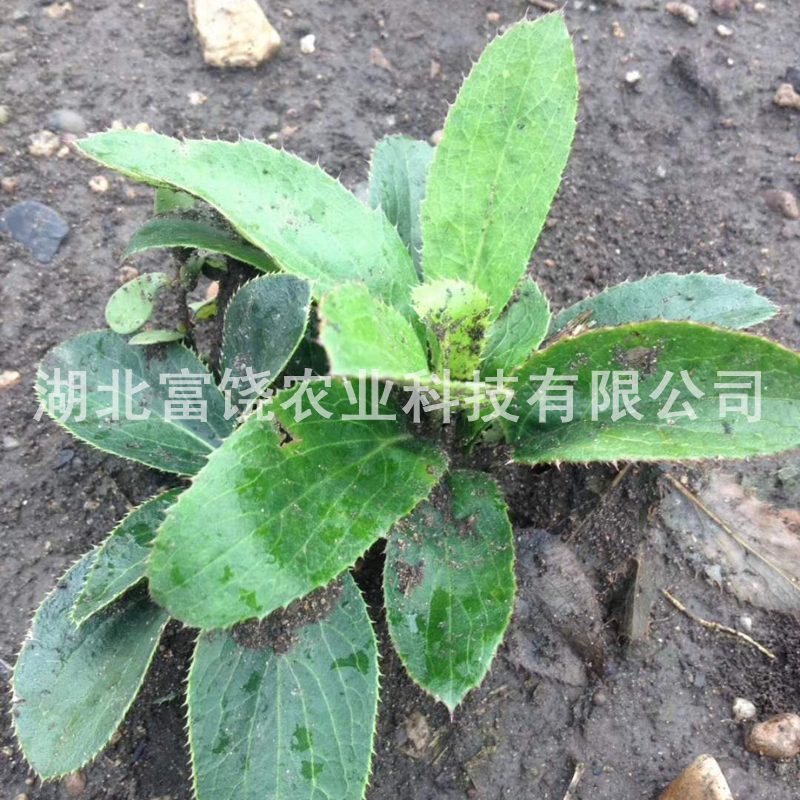 随州市南苍术种苗厂家供应湖北南苍术种苗茅苍术种子种苗基地直销品质保证