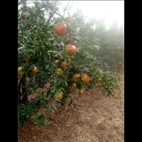河南石榴圖片/河南石榴樣板圖 (1)