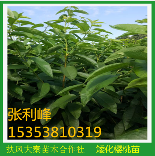 矮化櫻桃苗供應(yīng)商 矮化櫻桃苗直銷 矮化櫻桃苗價(jià)格 矮化櫻桃苗基地  矮化櫻桃苗供應(yīng) 矮化櫻桃苗售賣 矮化櫻桃苗出售