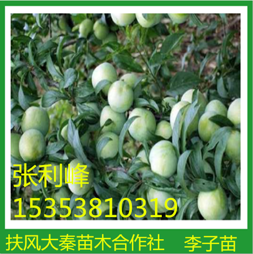 李子苗圖片/李子苗樣板圖 (1)
