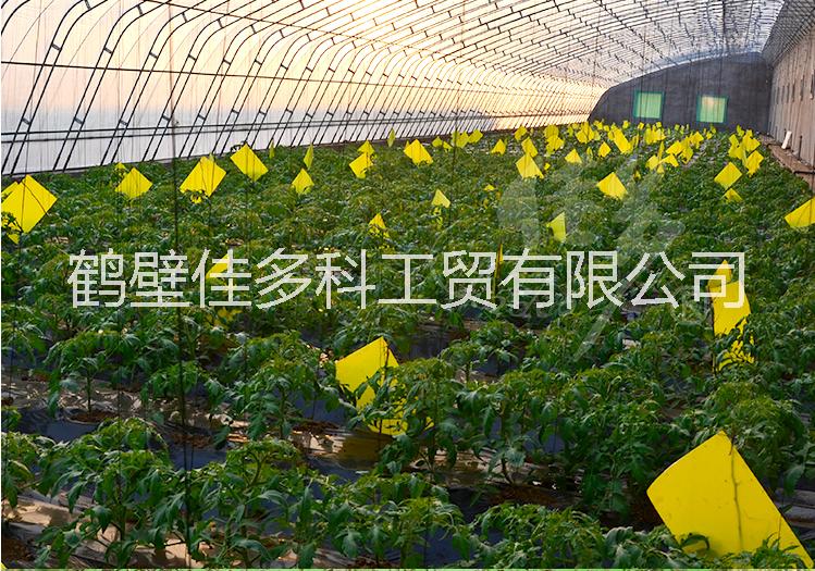 誘蟲板圖片