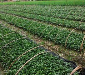 牛大力   廣東牛大力出售電話    江門牛大力批發(fā)   牛大力特價供應(yīng)