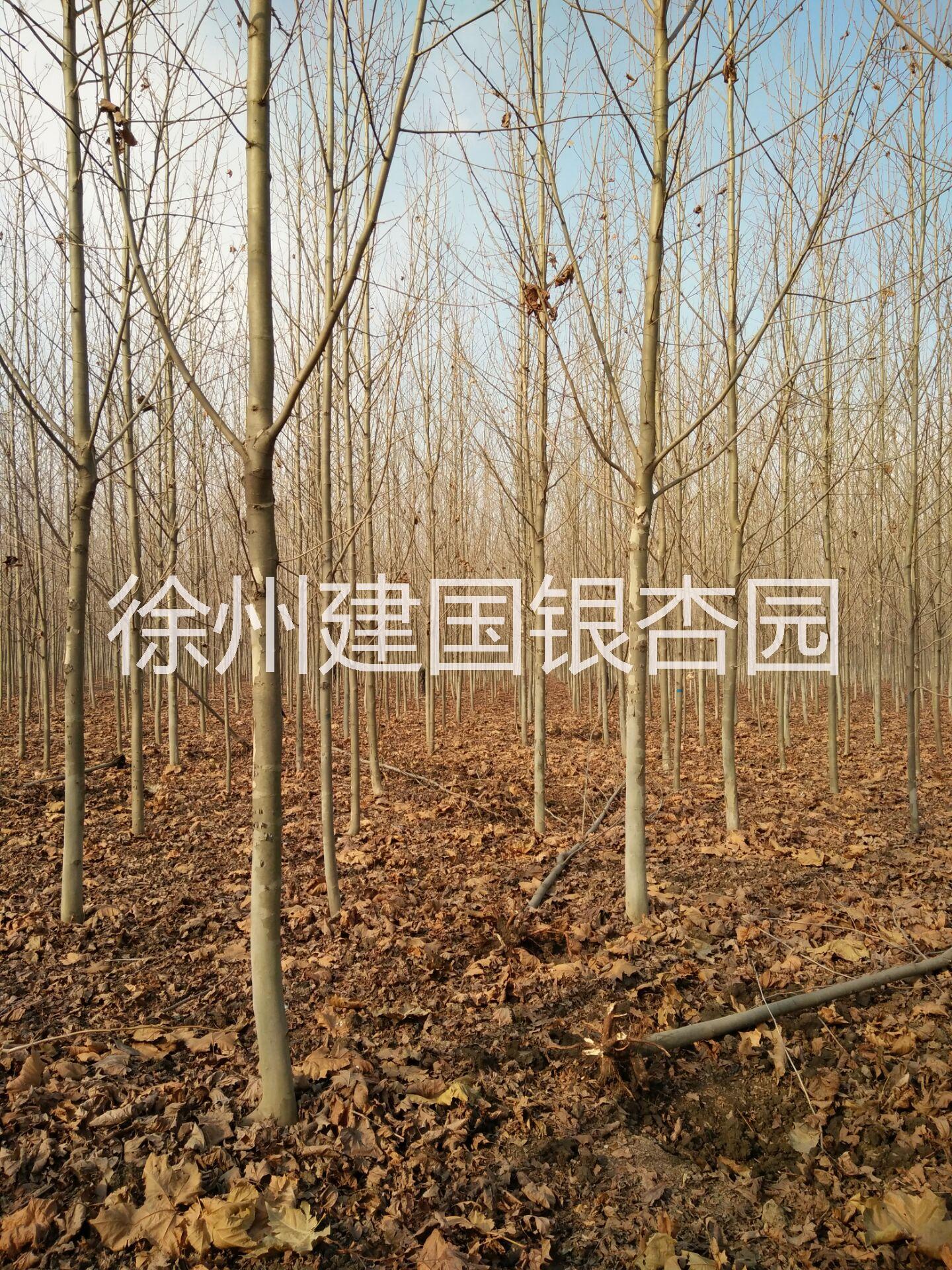 15公分法桐圖片/15公分法桐樣板圖 (1)