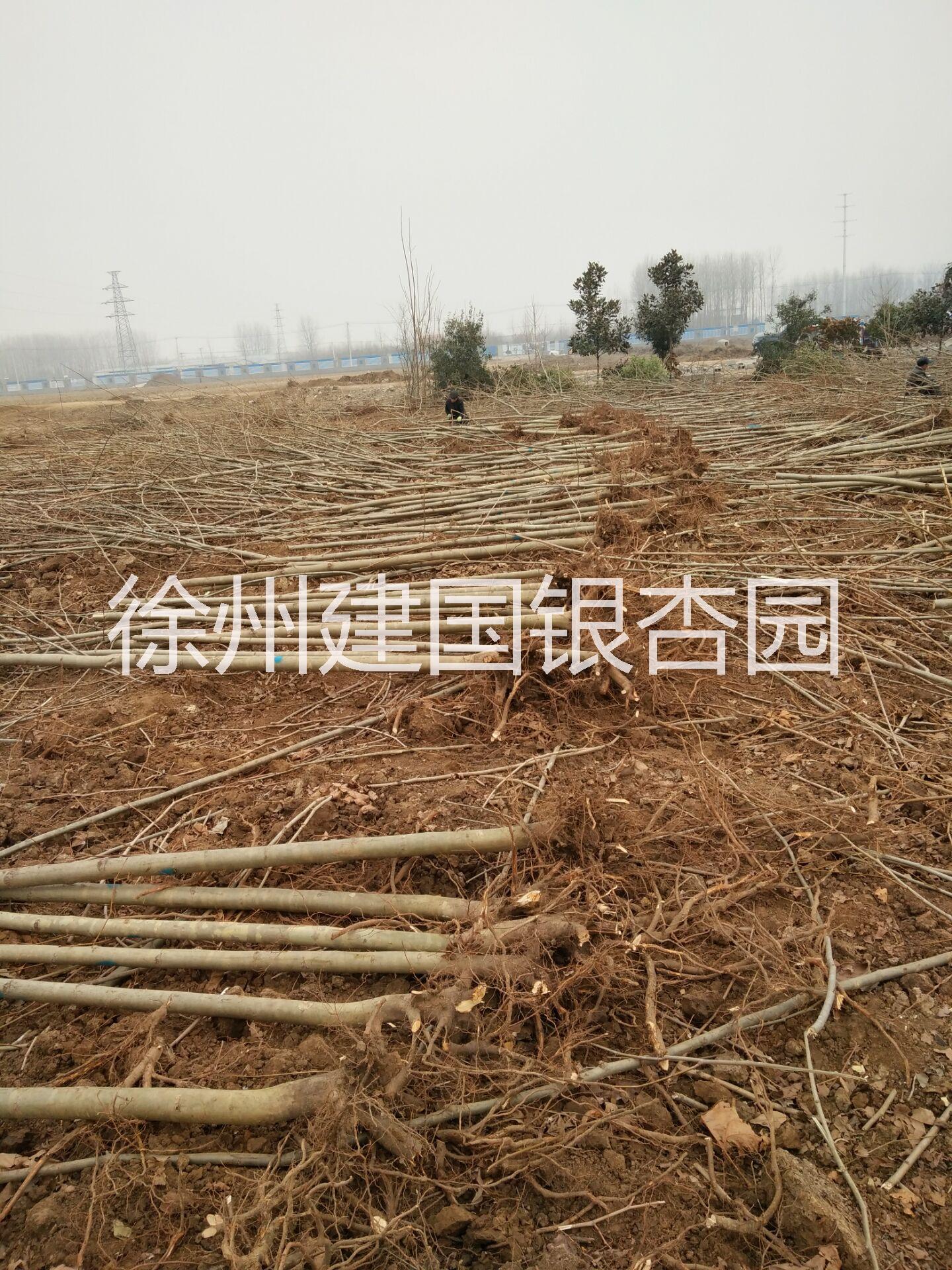 15公分法桐圖片/15公分法桐樣板圖 (3)