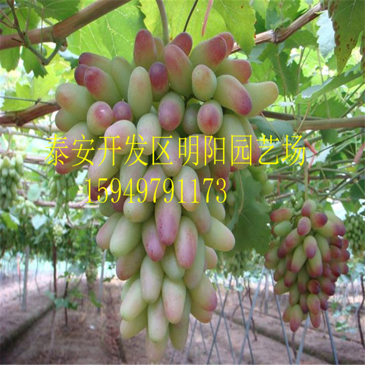 葡萄苗圖片/葡萄苗樣板圖 (2)