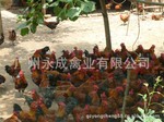 雞苗 雞苗批發(fā) 廣州雞苗價格 雞苗供應商