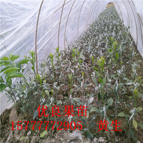 柑苗圖片/柑苗樣板圖 (1)