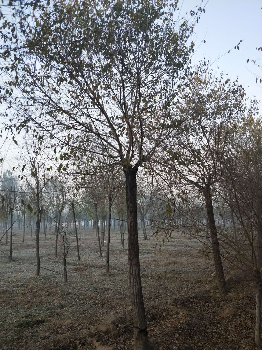 河北金葉榆刨樹種植基地報價批發(fā)