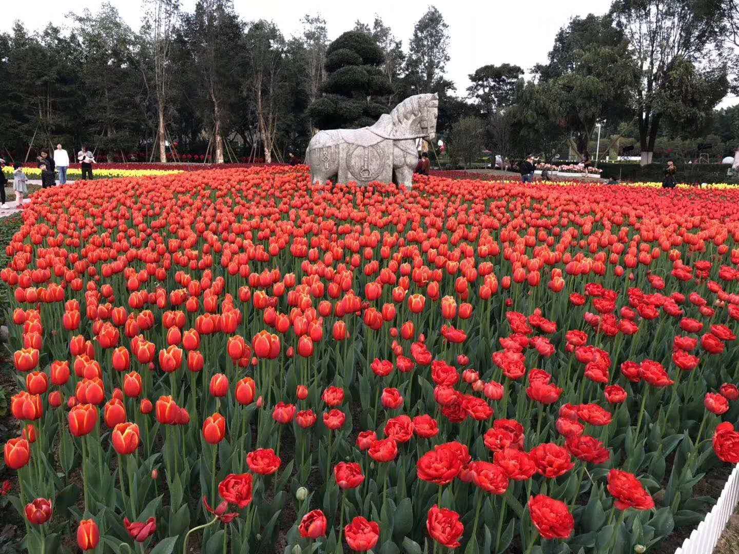 供应草花，草花出售，郁金香，风信子、百合、大丽花、小丽花种球出售