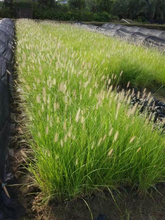 狗尾草圖片/狗尾草樣板圖 (3)