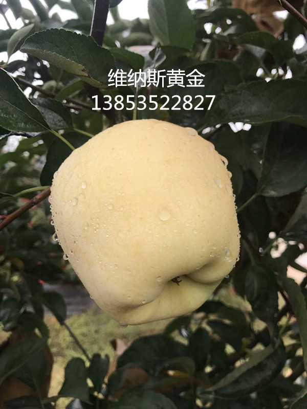 維納斯黃金圖片/維納斯黃金樣板圖 (2)