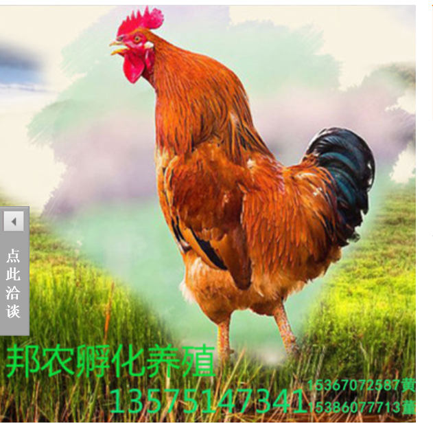 三黃雞圖片/三黃雞樣板圖 (1)