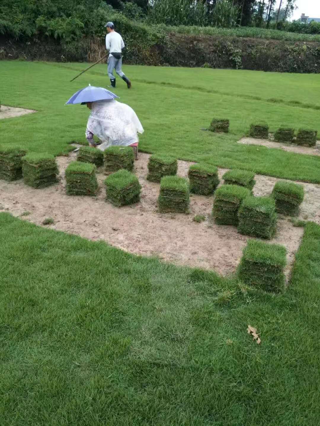 馬尼拉草皮圖片/馬尼拉草皮樣板圖 (4)
