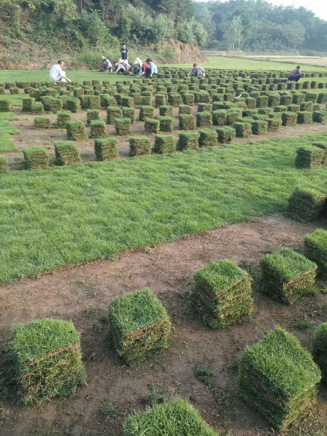 馬尼拉圖片/馬尼拉樣板圖 (3)