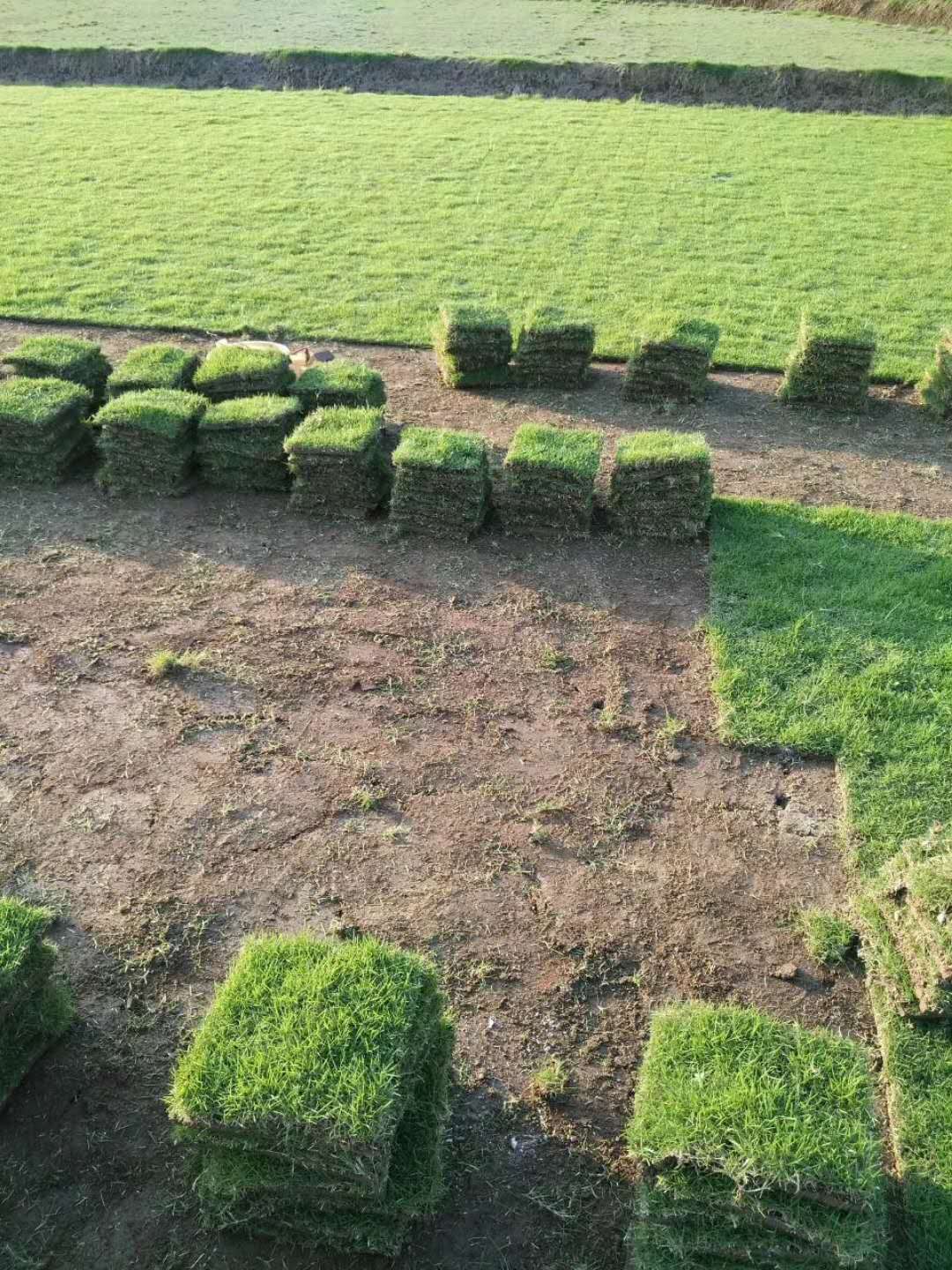 馬尼拉草皮圖片/馬尼拉草皮樣板圖 (2)