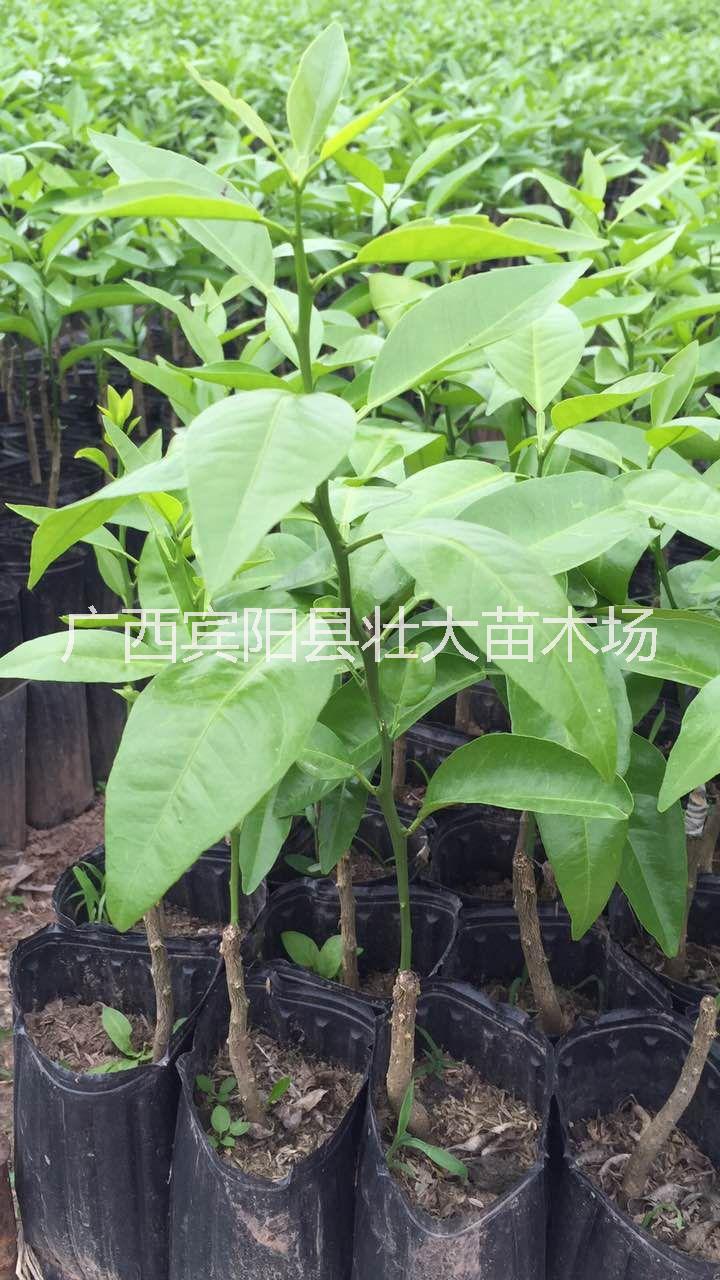 柑苗圖片/柑苗樣板圖 (1)