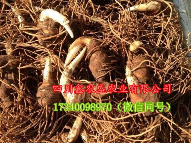 重樓種子 重樓種苗 重樓種塊莖圖片/重樓種子 重樓種苗 重樓種塊莖樣板圖 (3)