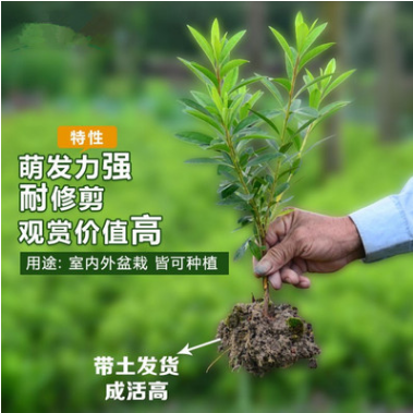 杜鵑樹苗圖片/杜鵑樹苗樣板圖 (2)