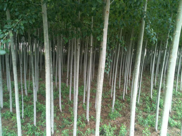 河北楊批發(fā)商 河北楊批發(fā) 寧夏河北楊批發(fā) 河北楊批發(fā)價格