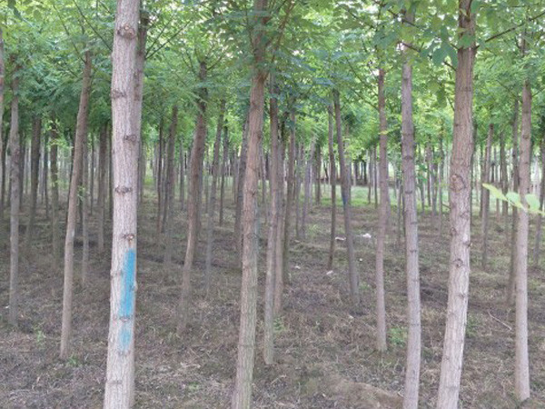 刺槐刺槐批发价格   刺槐 宁夏刺槐  刺槐种植基地