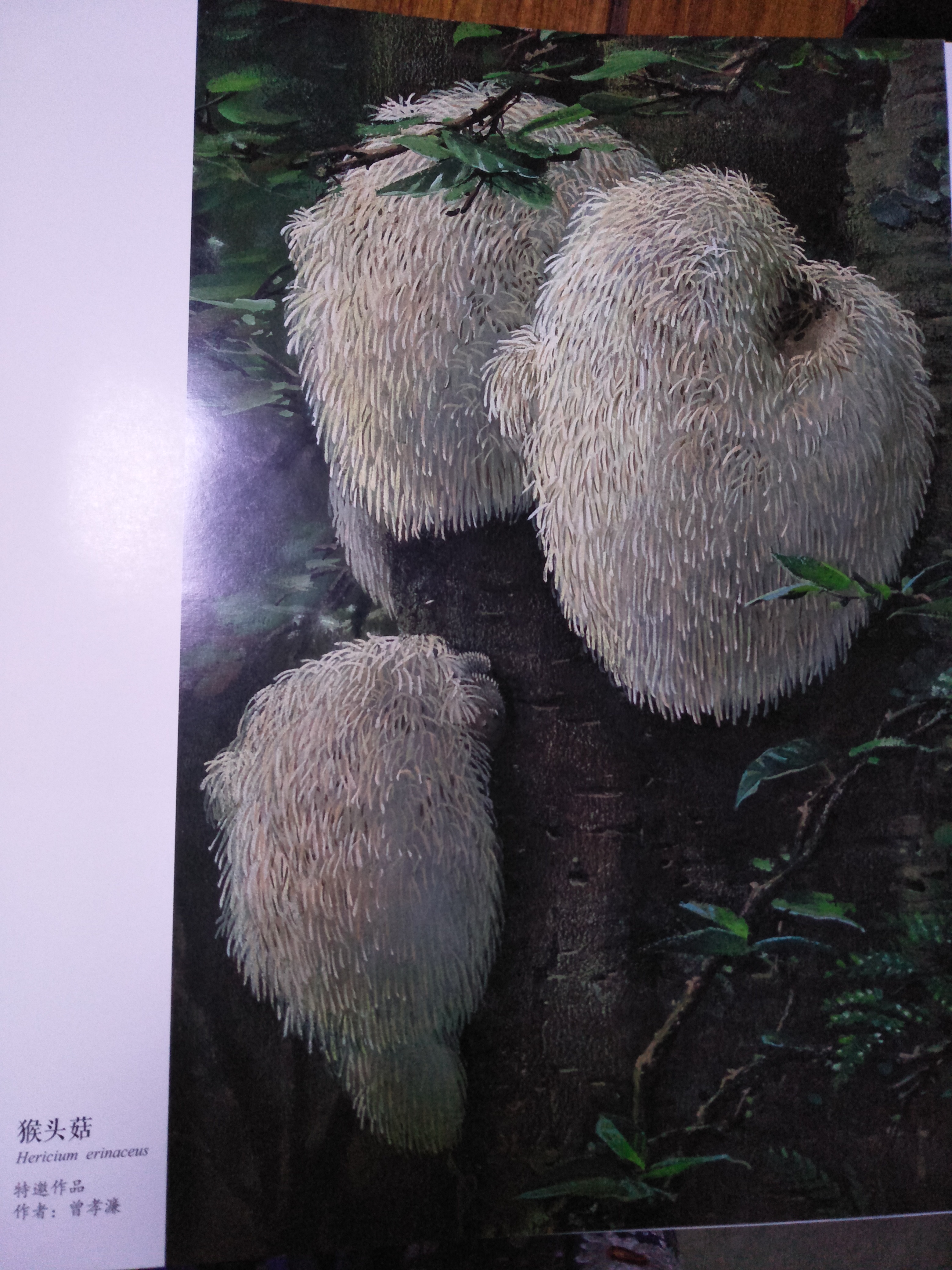 云南特色野生菌猴頭菇又名猴頭菌圖片