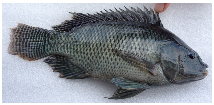 羅非魚魚苗圖片/羅非魚魚苗樣板圖 (3)