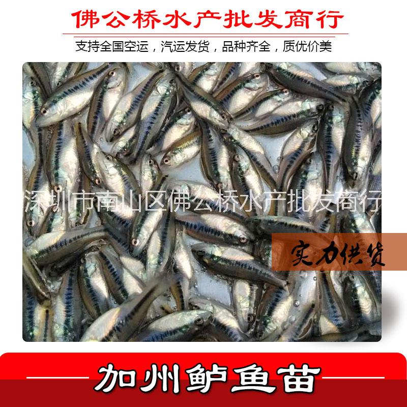 2018 活體養(yǎng)殖 魚苗批發(fā) 大口黑鱸 加州鱸魚苗 鱸魚苗 魚苗