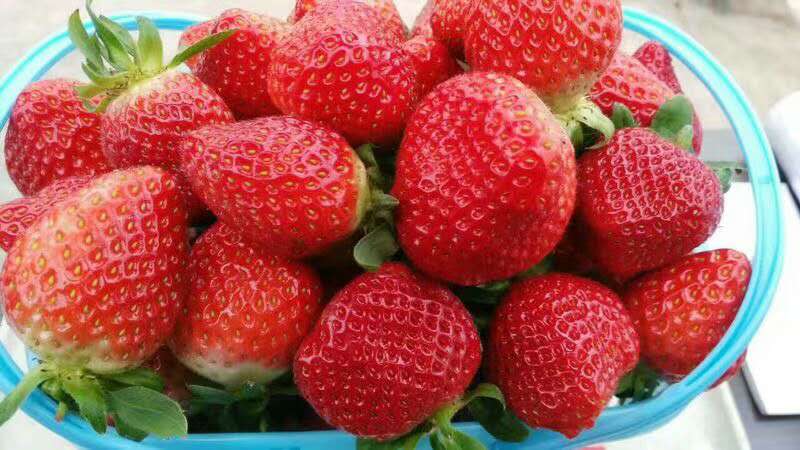 生物有機(jī)肥圖片/生物有機(jī)肥樣板圖 (4)