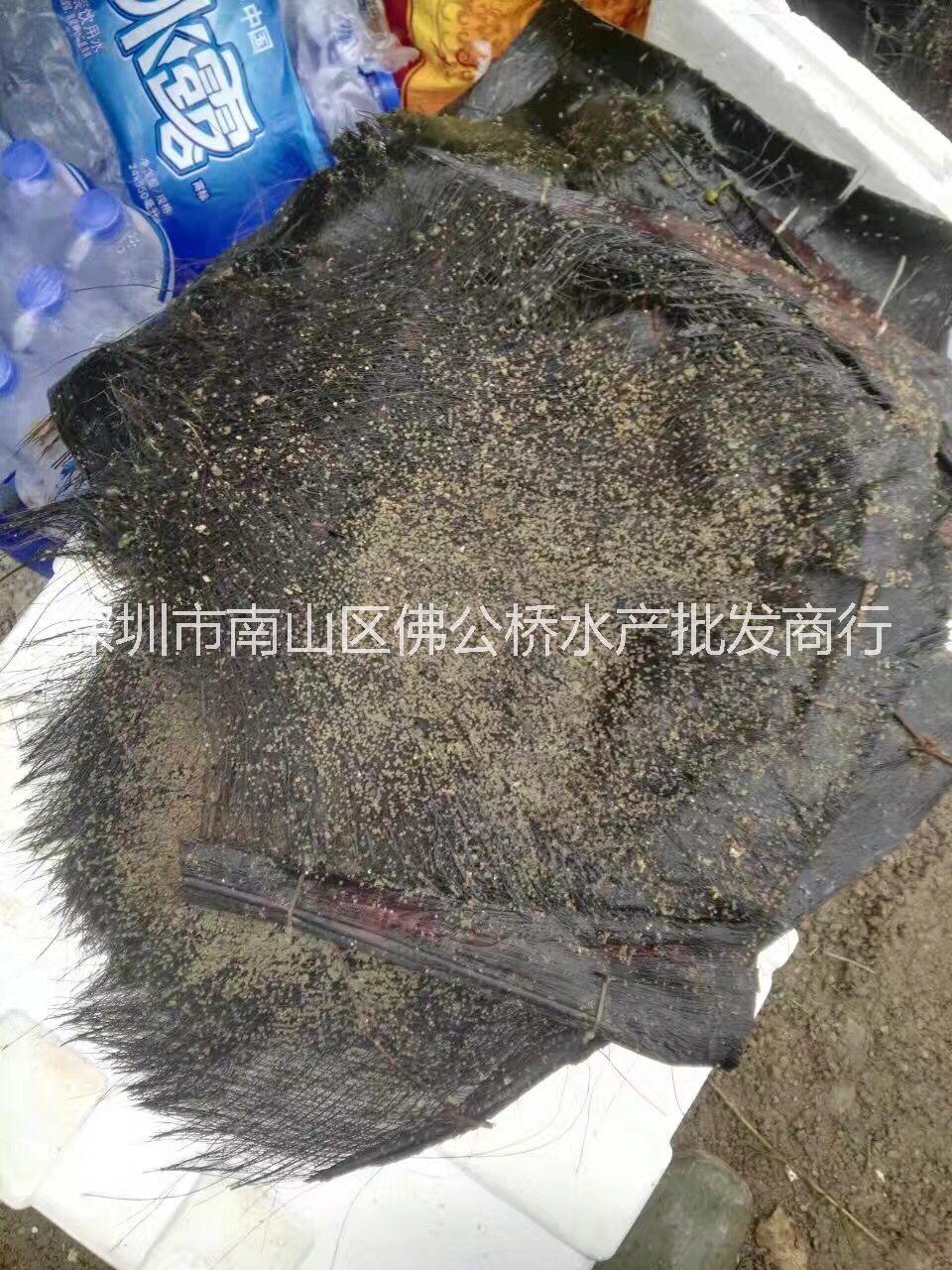 鱸魚苗圖片/鱸魚苗樣板圖 (2)