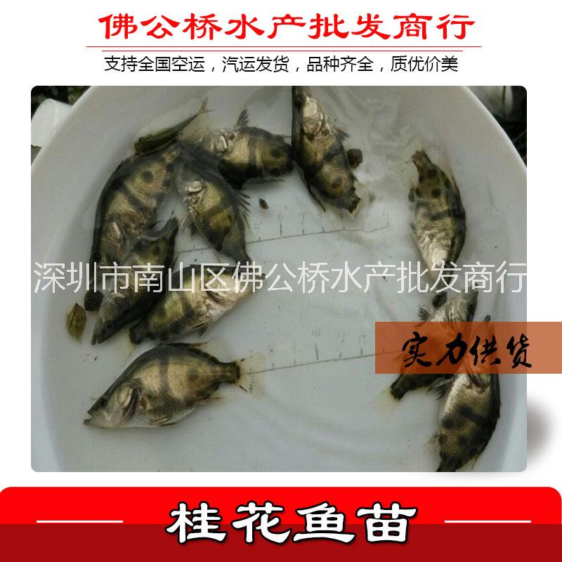 優(yōu)質(zhì) 鱖魚(yú)苗 翹嘴鱖魚(yú)苗 鱖花魚(yú)苗 桂花魚(yú) 鰲花魚(yú) 魚(yú)苗批發(fā)