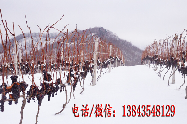 葡萄苗圖片/葡萄苗樣板圖 (4)