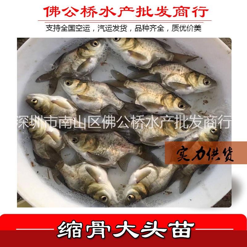 縮骨大頭圖片/縮骨大頭樣板圖 (1)