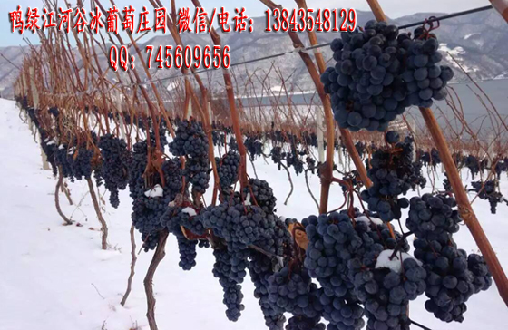 集安冰葡萄苗 北冰紅葡萄苗