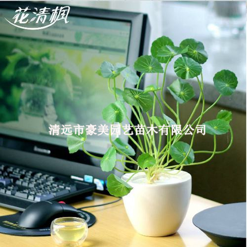 租擺陰生植物圖片/租擺陰生植物樣板圖 (3)
