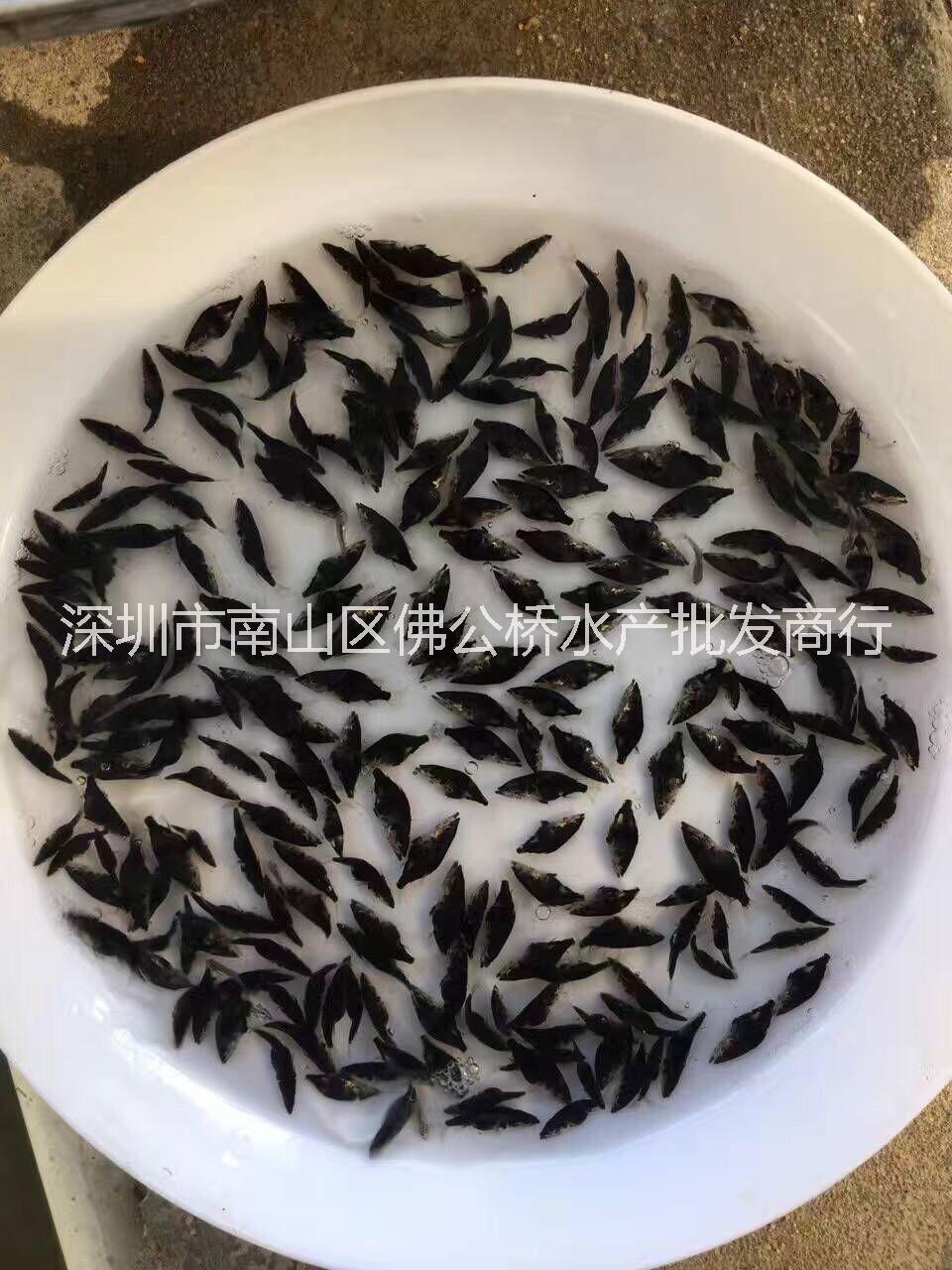 鱖魚苗圖片/鱖魚苗樣板圖 (3)