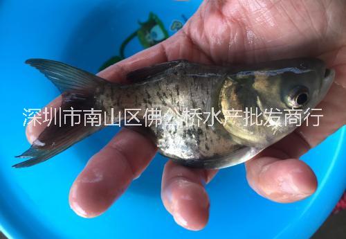 縮骨大頭圖片/縮骨大頭樣板圖 (4)