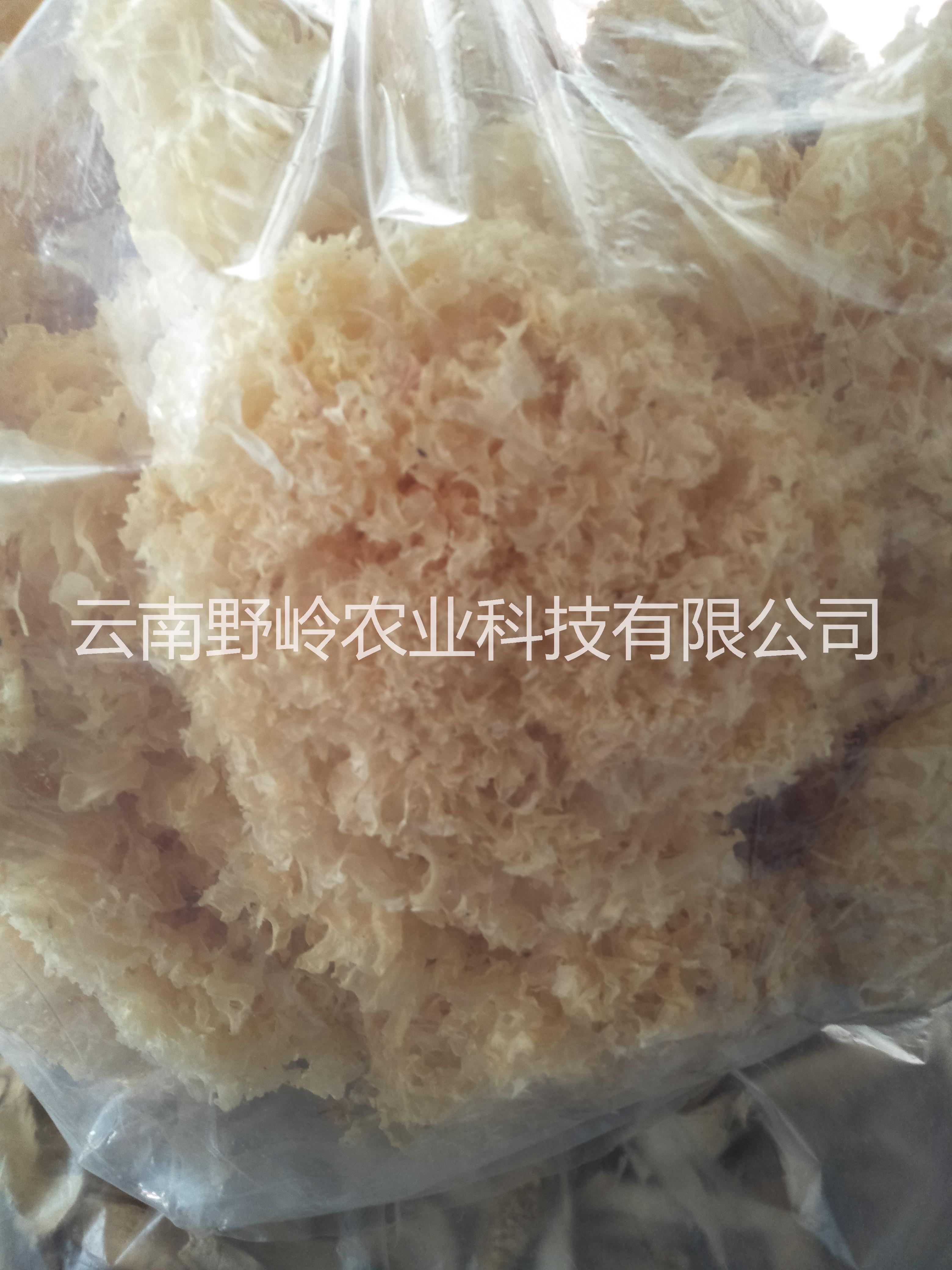 云南特色產(chǎn)品銀耳圖片
