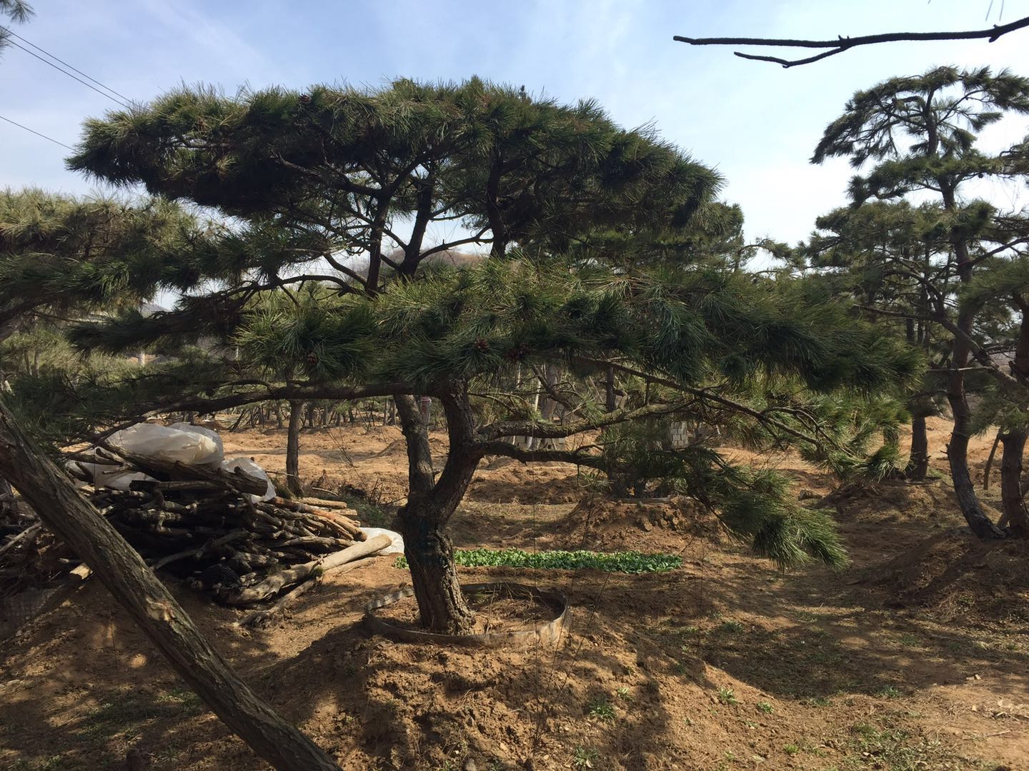 日照景观松种植合作社 日照景观松种植合作社电话多少  日照景观松批发价格 山东日照景观松图片