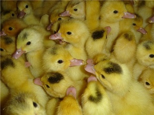 鴨苗孵化場(chǎng)圖片/鴨苗孵化場(chǎng)樣板圖 (3)