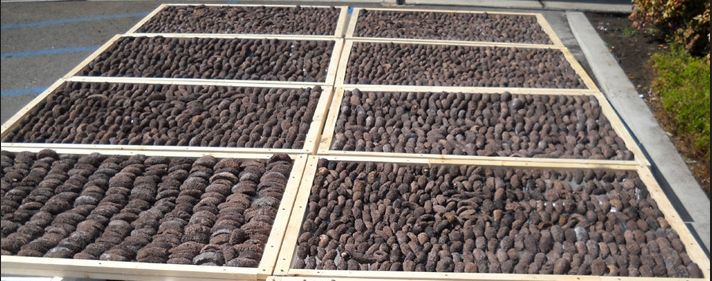 海參烘干圖片/海參烘干樣板圖 (4)